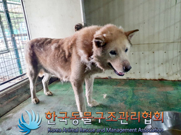 한국동물구조관리협회_441406202301166